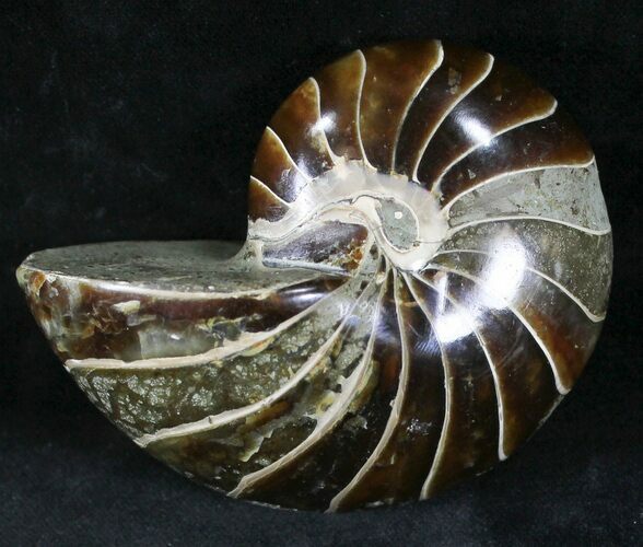 Cretaceous Nautilus Fossil - Madagascar #28825